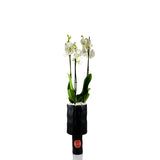 White Orchid Flower Vase - مزهرية زهرة الأوركيد البيضاء