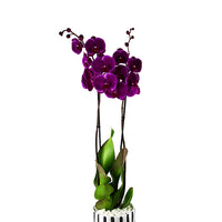 Purple Orchid Flower Vase -مزهرية زهرة الأوركيد الأرجواني